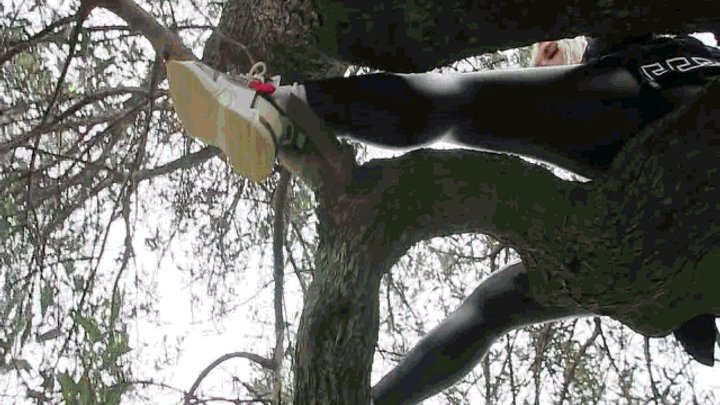 Stuck on a tree WMV