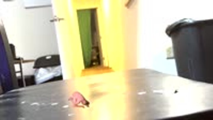 Shrinking fetish - Tiny Intruder Worships Giantess MXDominion’s Chair, femdom, g