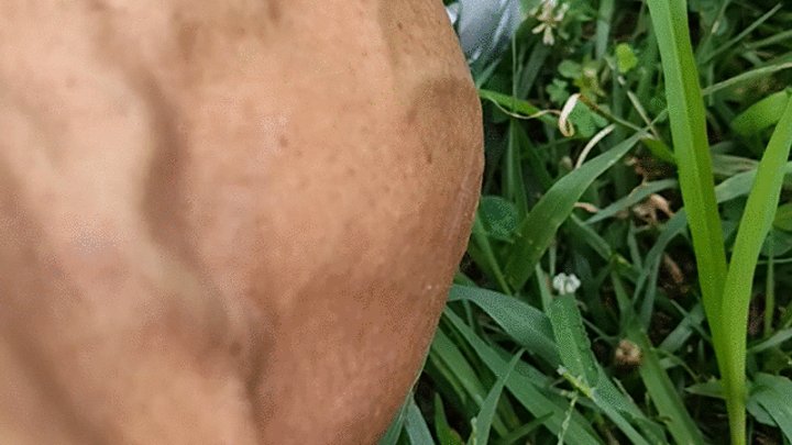 Tempest sitting in grass